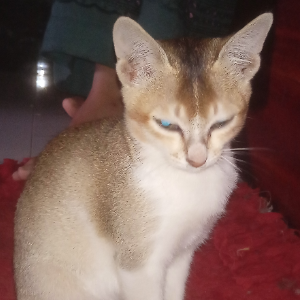 Profile Picture of mantaqaali